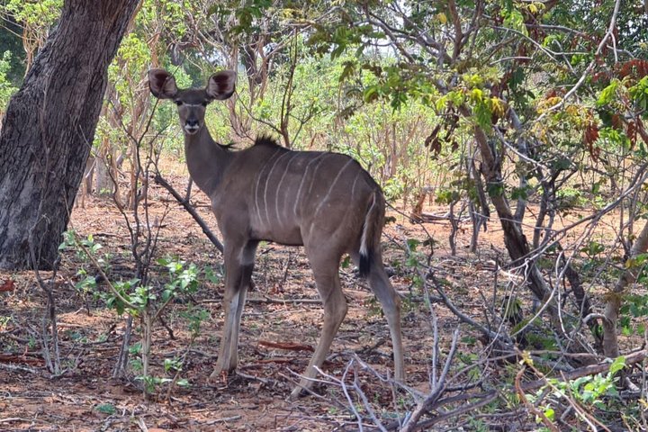 Chobe Half Day Safari — Livingstone, Zambia