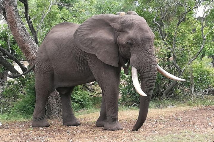 Game drives Zambezi National Park — Victoria Falls, Zimbabwe
